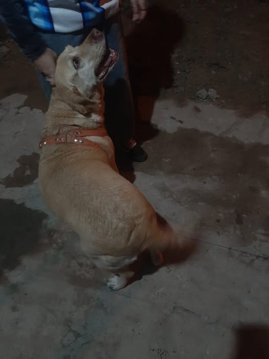 Ayuda: mascota perdida