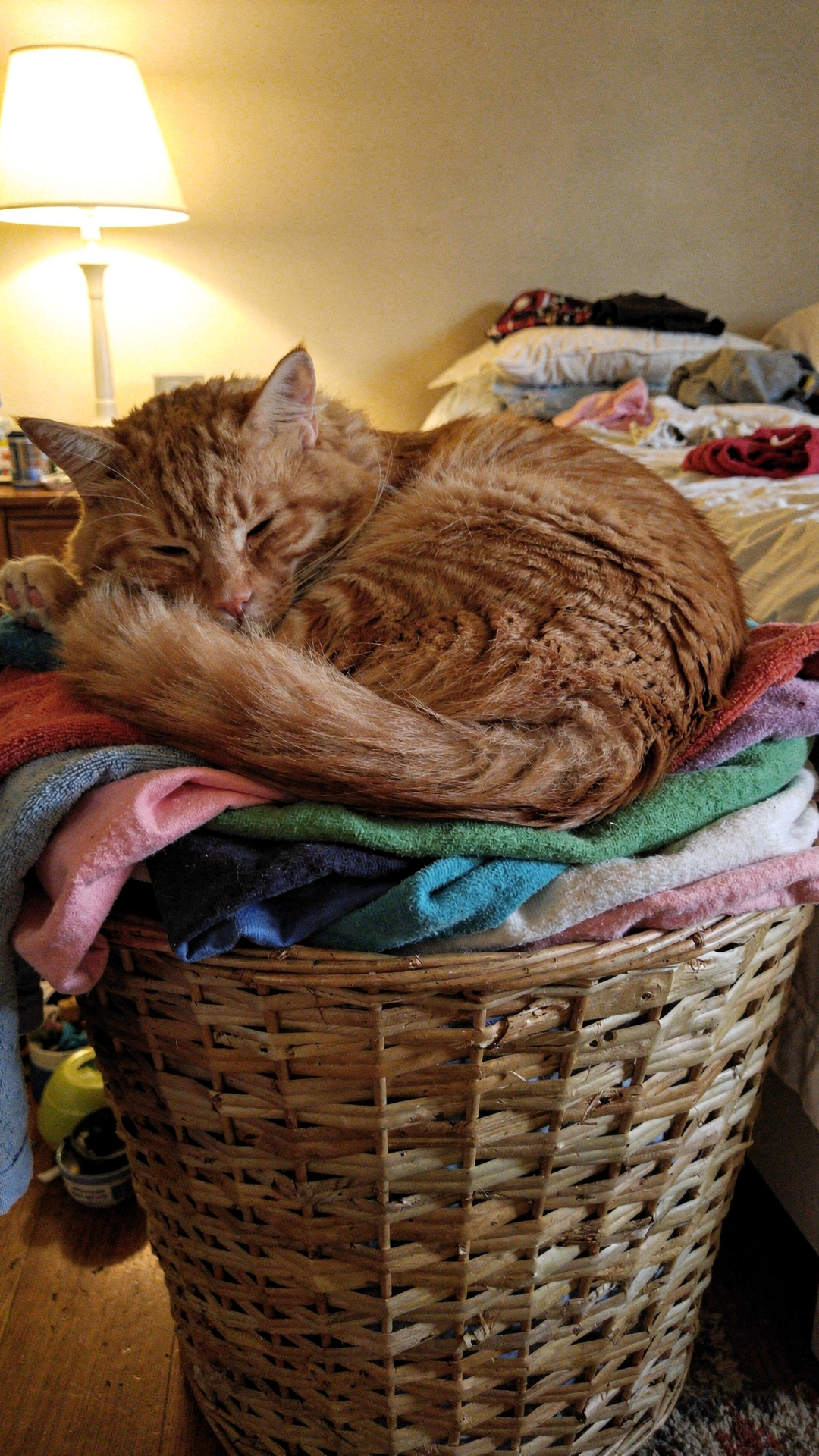Juntada pet friendly Escobar