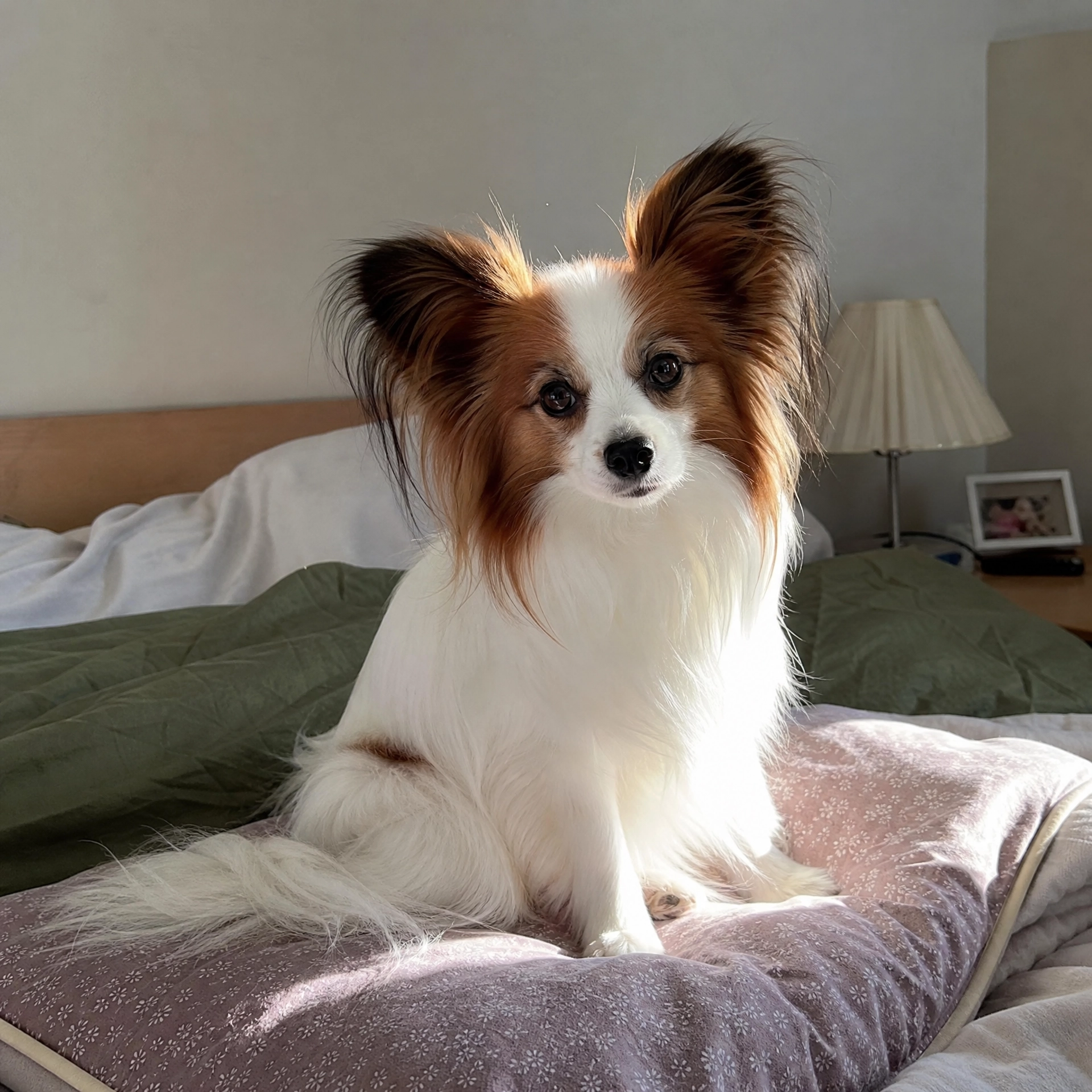Feria pet friendly Buenos Aires