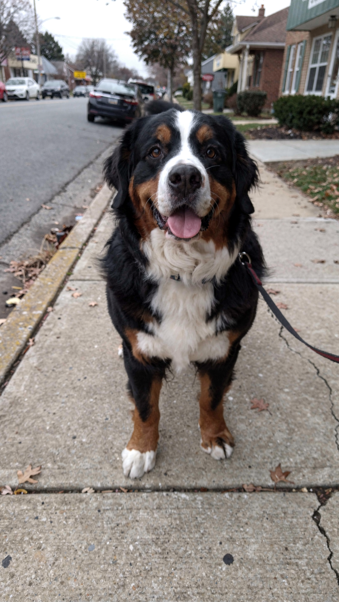 Juntada pet friendly General Pico