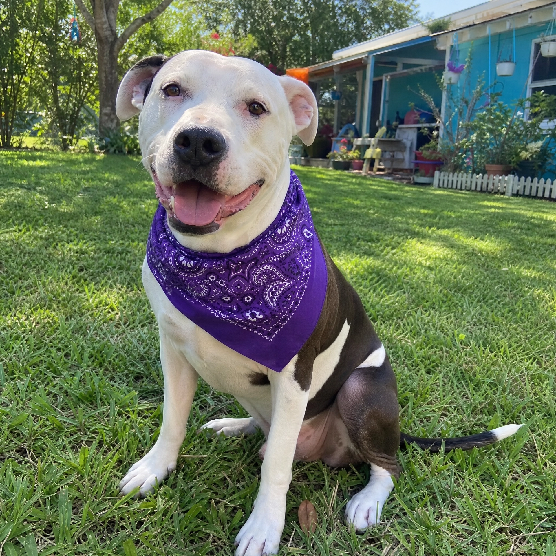 Juntada pet friendly Luján de Cuyo