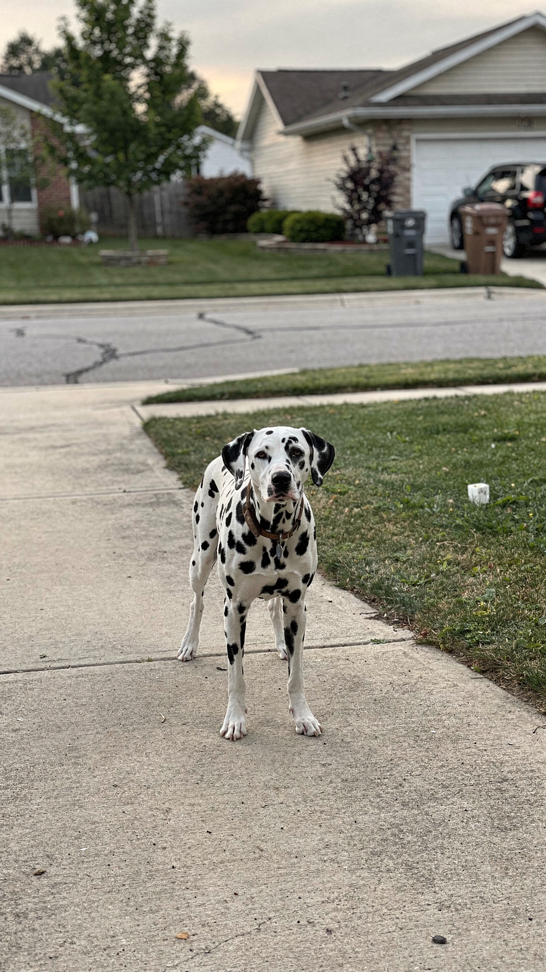 Daisy