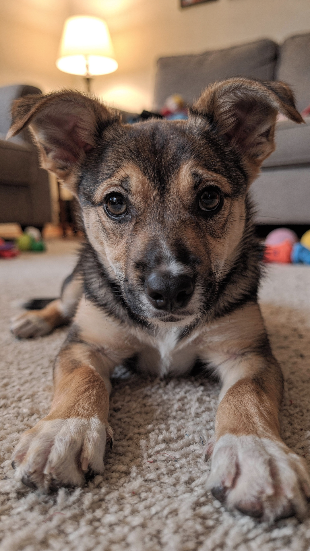 Rocco