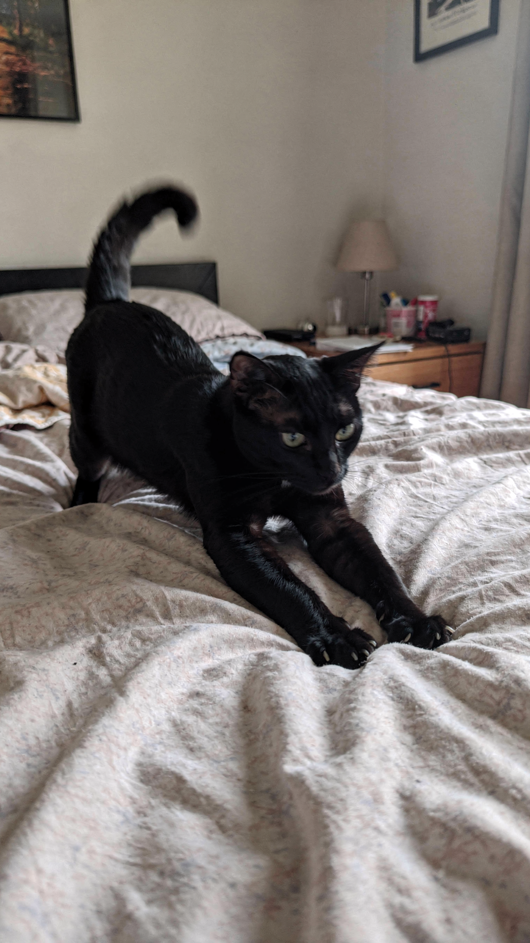 Ciro