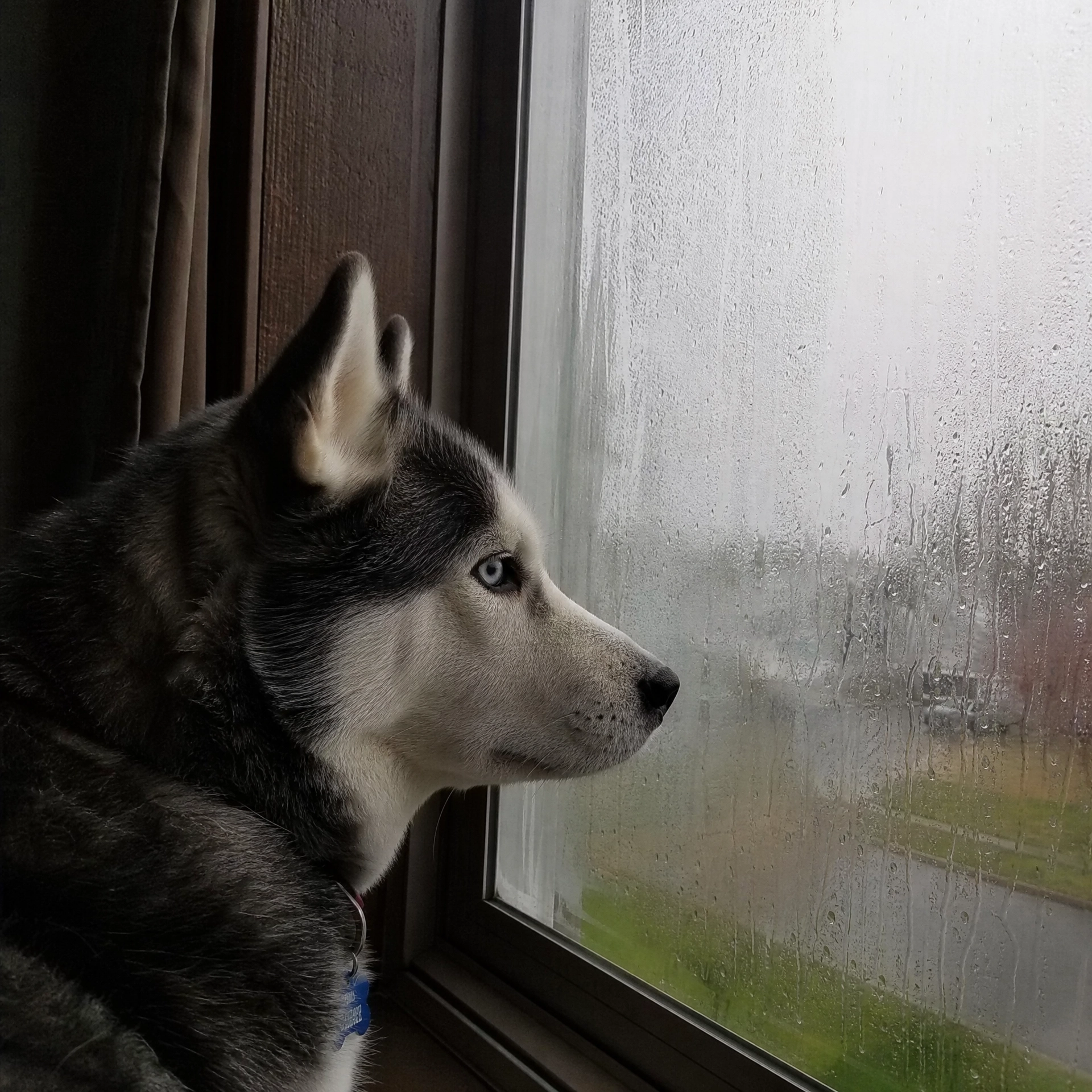 Maya